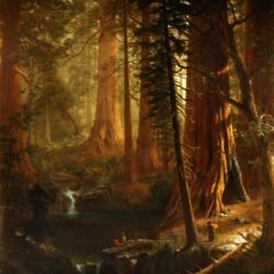 Sequoia Sempervirens